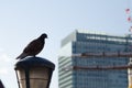 Pigeon on the rest in the business district of Tokyo, Japan. Population in Japan is one billion people. In summer time, internatio Royalty Free Stock Photo