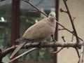 Eurasian collared dove perched on a cherry tree branch