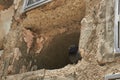 A pigeon rests in a hole in a wall as it watches the day go by