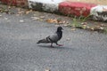 Pigeon on road Royalty Free Stock Photo