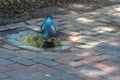 Pigeon drinks from a puddle in the Plaza in Santa Fe, New Mexico, USA Royalty Free Stock Photo