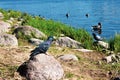 A pigeon on a rock on the river bank. Birds on the sunny beach near the water Royalty Free Stock Photo