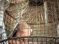 Pigeon, rola, dove diamond trapped in cage Royalty Free Stock Photo