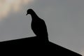 Pigeon on Roof