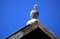 Pigeon on Roof