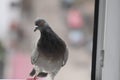 Pigeon on the roof at afternoon in Ukraine