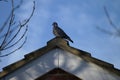 Pigeon on the roof