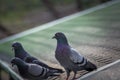 Pigeon on roof of house. The gray beautiful feral pigeon standing on roof. Behind it is the sky background is beautiful