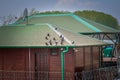 Pigeon on roof of house. The gray beautiful feral pigeon standing on roof. Behind it is the sky background is beautiful