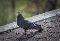 Pigeon on roof of house. The gray beautiful feral pigeon standing on roof. Behind it is the sky background is beautiful