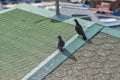 Pigeon on roof of house. The gray beautiful feral pigeon standing on roof