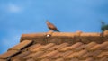 Pigeon on the roof Royalty Free Stock Photo