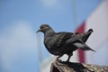 Pigeon Royalty Free Stock Photo