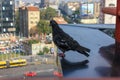 Pigeon on roof watching city