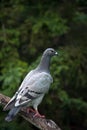 Homing Pigeon Roosting on a Rail Fence