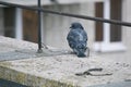 A disgruntled pigeon sits on the edge of the roof Royalty Free Stock Photo