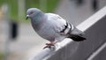 A pigeon running away, ready to fly from the railing
