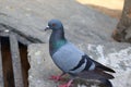 Pigeon running on the rock