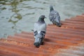 Pigeon on rusty galvanized roof near the canal