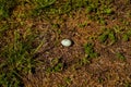 A pigeon\'s egg in the grass Royalty Free Stock Photo
