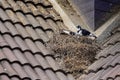 Pigeon builds its nest on top of the house roof. Royalty Free Stock Photo