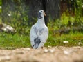 Pigeon sadly sitting in rain Royalty Free Stock Photo