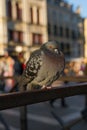 Pigeon in Venice