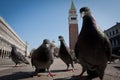 Pigeon in san marco, venice italy Royalty Free Stock Photo