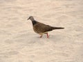 A pigeon on sand