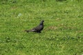 Pigeon, sea and sky