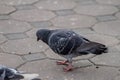 Ancient human training pigeons to send messages over long distances.