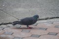 Pigeons pecking food on the ground without knowing what it is.