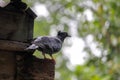 A pigeon is setting outdoor of her House