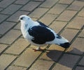 Pigeon sidewalk tile in the park, street Royalty Free Stock Photo