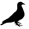 Pigeon silhouete isolated on white background Royalty Free Stock Photo