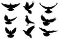 Pigeon silhouette, flying dove silhouette vector