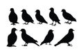 Pigeon silhouette vector collection on a white background. Beautiful Pigeon sitting peacefully silhouette set design. Bird Royalty Free Stock Photo