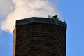 Pigeon silhouetted on a huge brick chimney