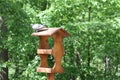 The pigeon sits on the bird feeder. Royalty Free Stock Photo