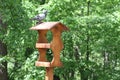 The pigeon sits on the bird feeder. Royalty Free Stock Photo