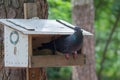 Pigeon sits on a bird feeder in the park Royalty Free Stock Photo