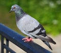 Pigeon sits on a black metal pipe