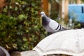 A pigeon sits on a decorative stone umbrella on the terrace. Street photos