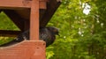 The pigeon sits in a feeder made by people to help birds in the autumn forest.