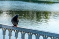 Pigeon sits on the fence of the bridge, against the background of the water.