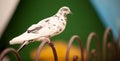 Pigeon sits on fencing