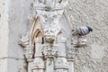 Pigeon sits on the Gothic facade