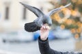 The pigeon sits on a human hand and feeds a tooth