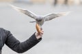 The pigeon sits on a human hand and feeds a tooth