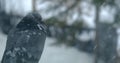 a pigeon sits outside the window during a snowfall in winter Royalty Free Stock Photo